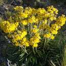 Image of Senecio comosus var. culcitioides (Sch. Bip.) Cabrera