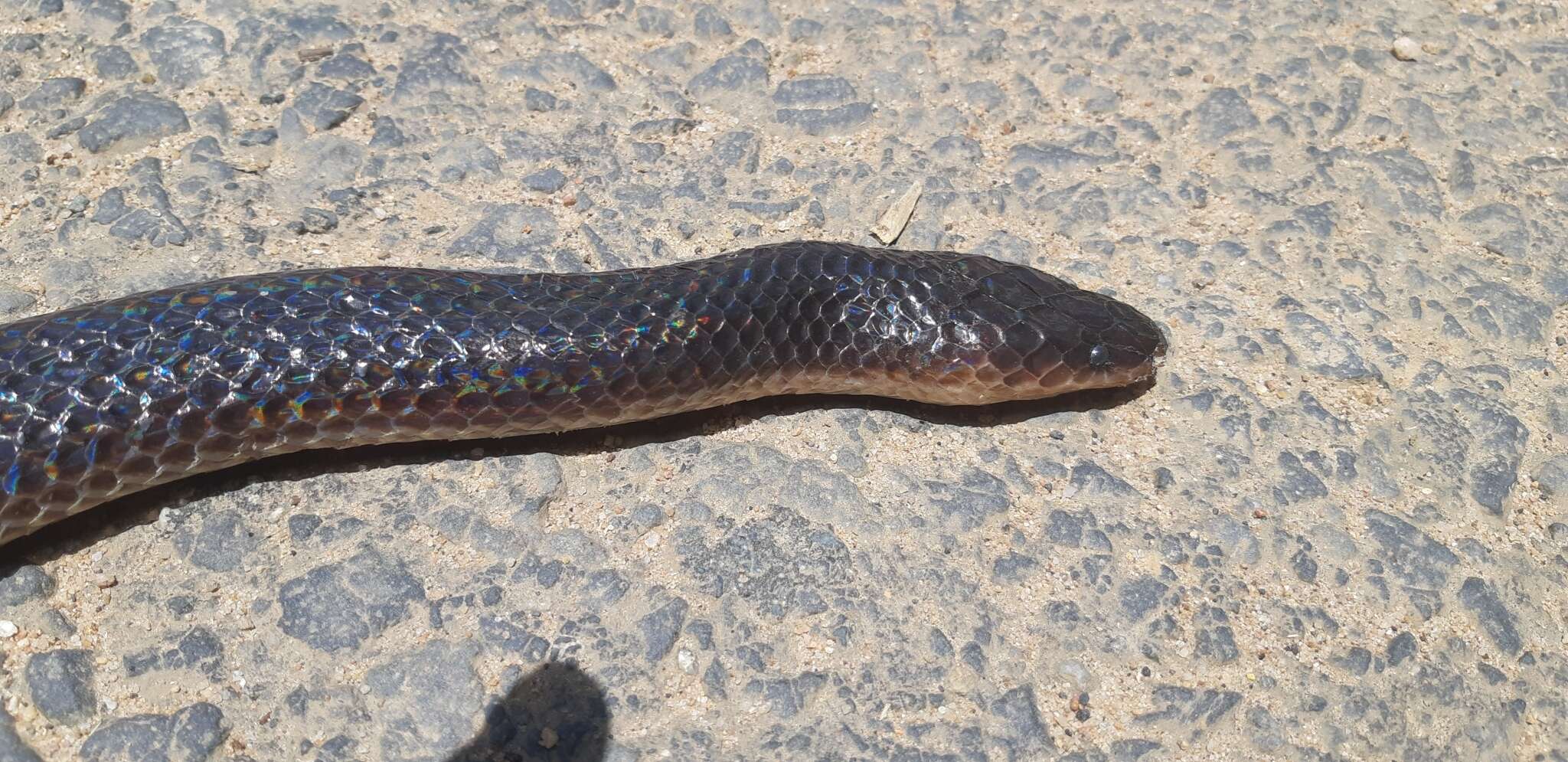 Image of sunbeam snakes