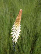 Image of Kniphofia buchananii Baker