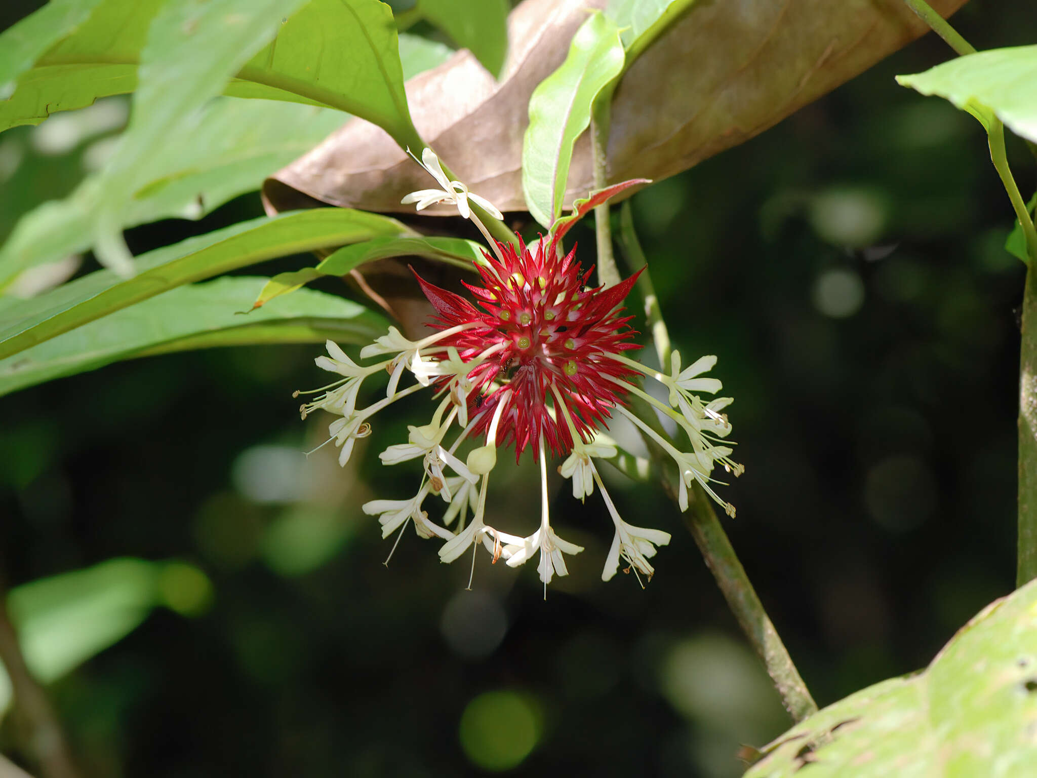 Image of Clerodendrum deflexum Wall.