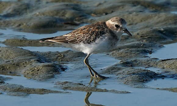 Charadrius obscurus obscurus Gmelin & JF 1789 resmi