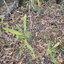 Image of Hakea benthamii I. M. Turner