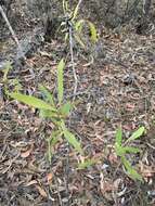 Image of Hakea benthamii I. M. Turner