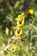 Image of Ophrys lutea subsp. lutea