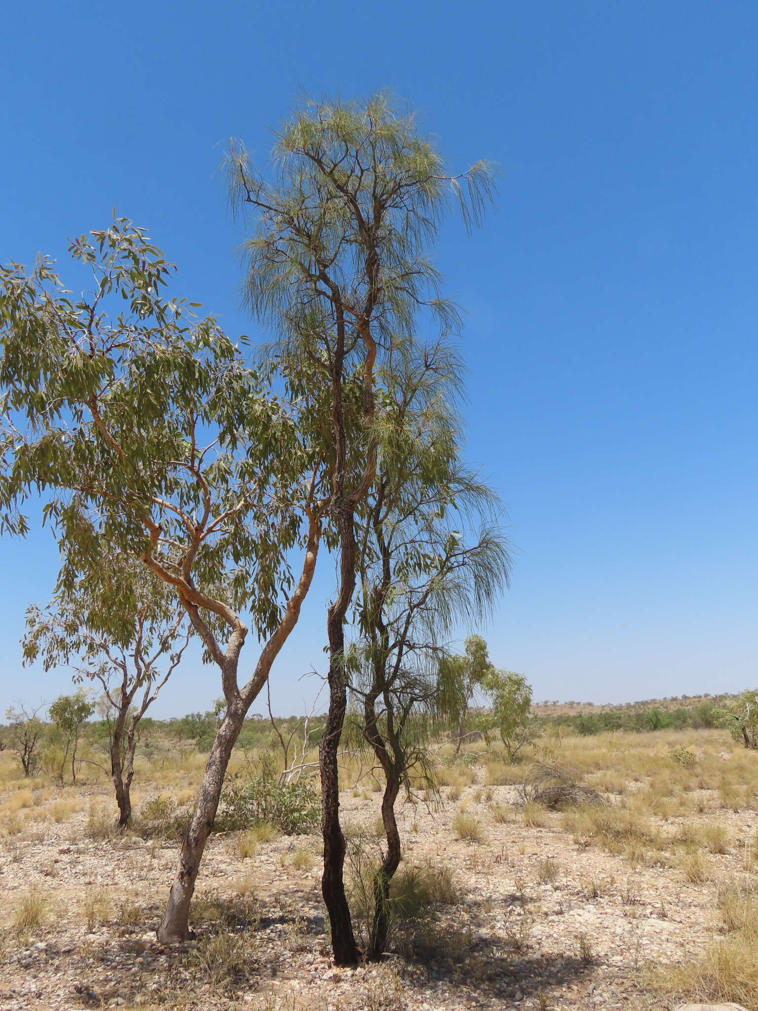 Image de Hakea chordophylla F. Müll.