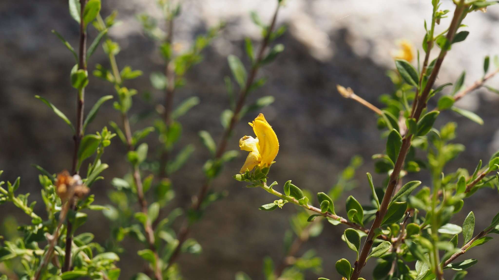 Image of snapdragon penstemon