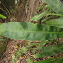 Image de Anthurium gaudichaudianum Kunth