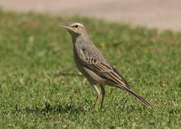 Image of Long-billed Pipit