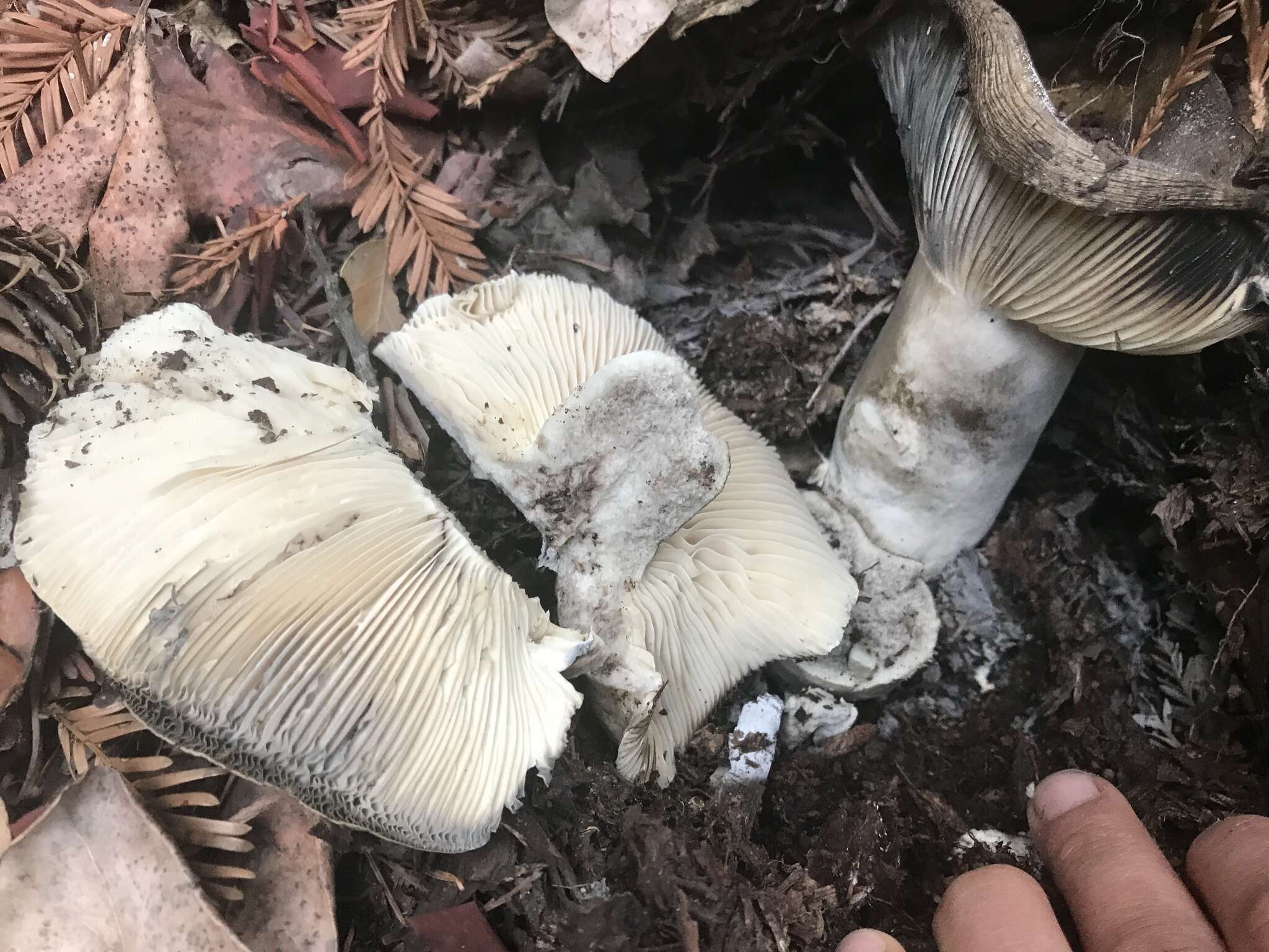 Image de Russula densifolia Secr. ex Gillet 1876