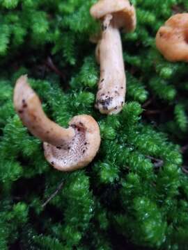 Image of Hydnum umbilicatum Peck 1902