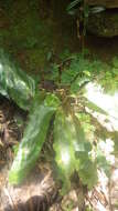 Image of Elaphoglossum lepervanchii (Bory ex Fée) Moore