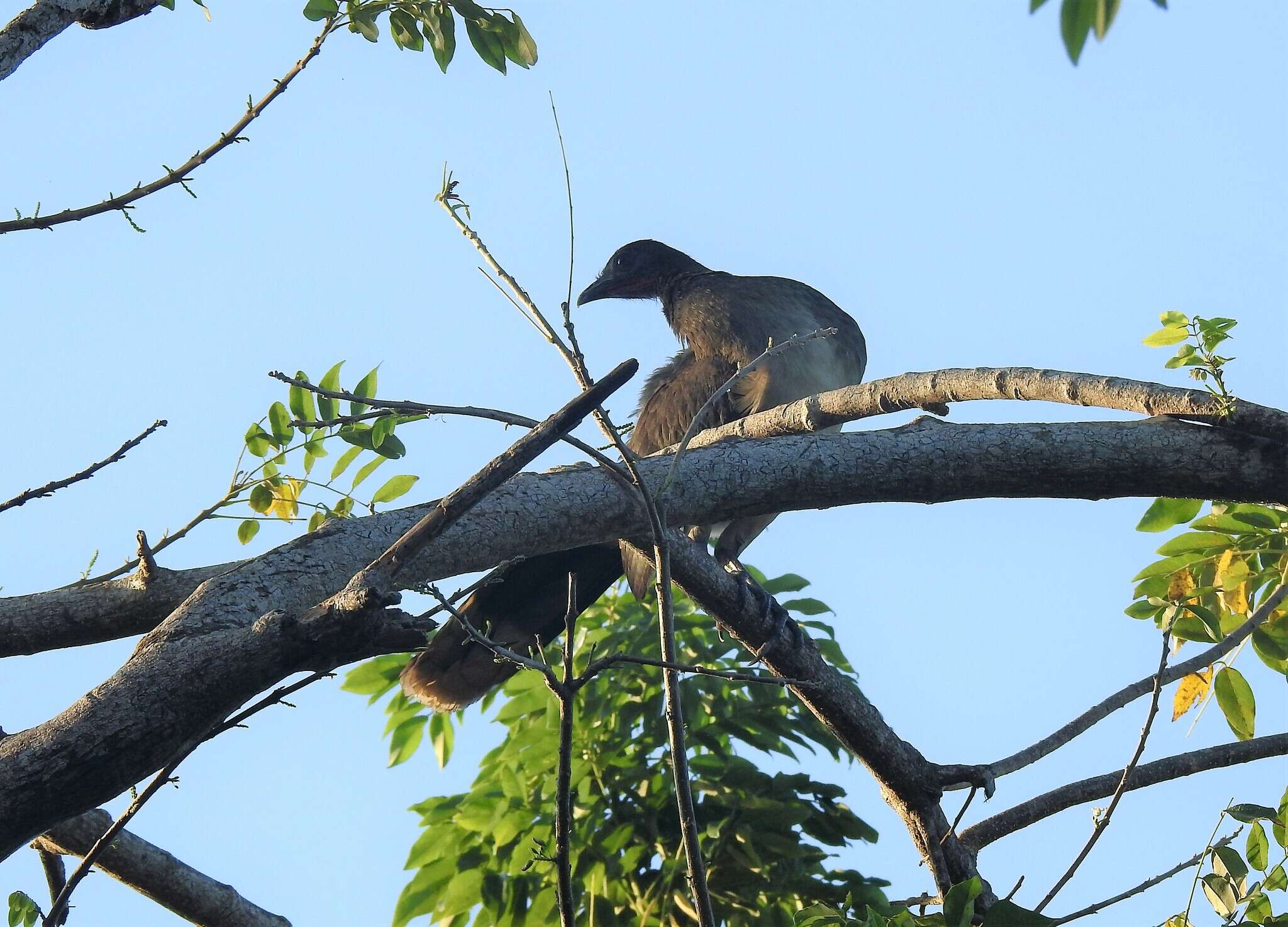 Image of Chestnut-winged Chachalaca