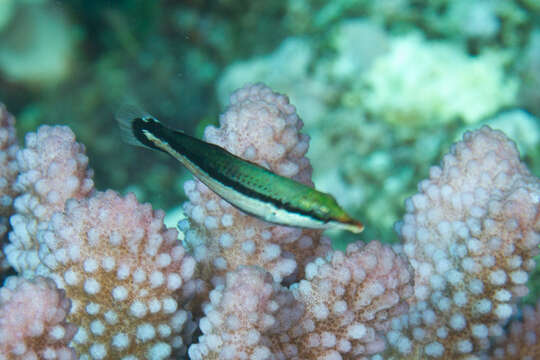 Image of Bird wrasse