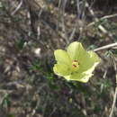 صورة Hibiscus citrinus P. A. Fryxell