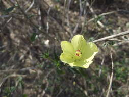 Image of Hibiscus citrinus P. A. Fryxell