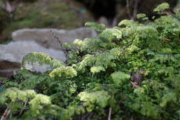 Image of Hymenophyllum paniculiflorum Presl