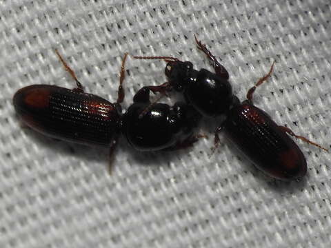 Sivun Clivina (Paraclivina) bipustulata (Fabricius 1798) kuva