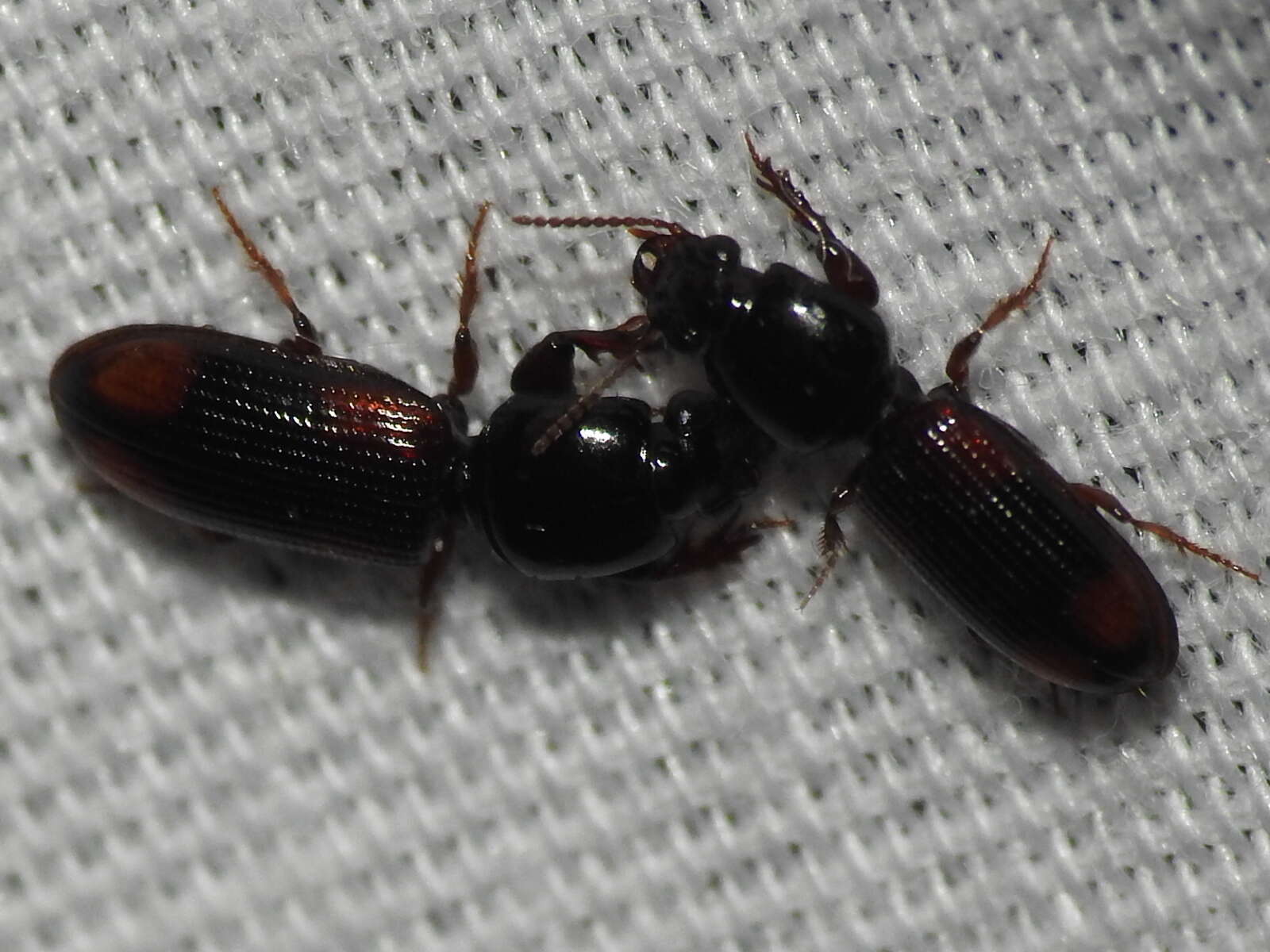 صورة Clivina (Paraclivina) bipustulata (Fabricius 1798)