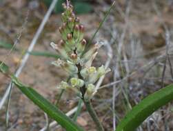 Image of Lachenalia marginata subsp. neglecta Schltr. ex G. D. Duncan