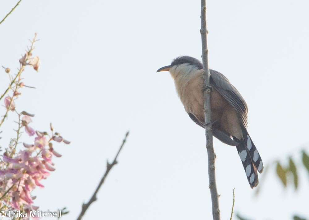 Image of Mangrove Cuckoo