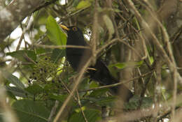 Image of Glossy-black Thrush