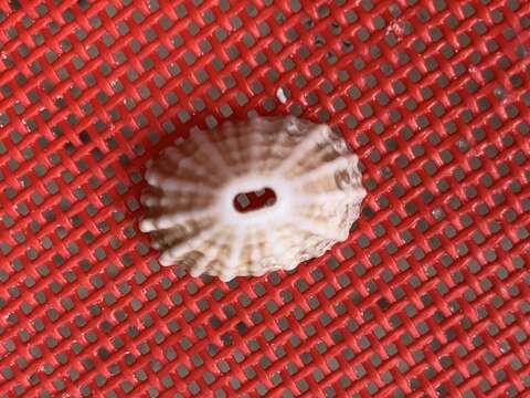 Image of knobbed keyhole limpet