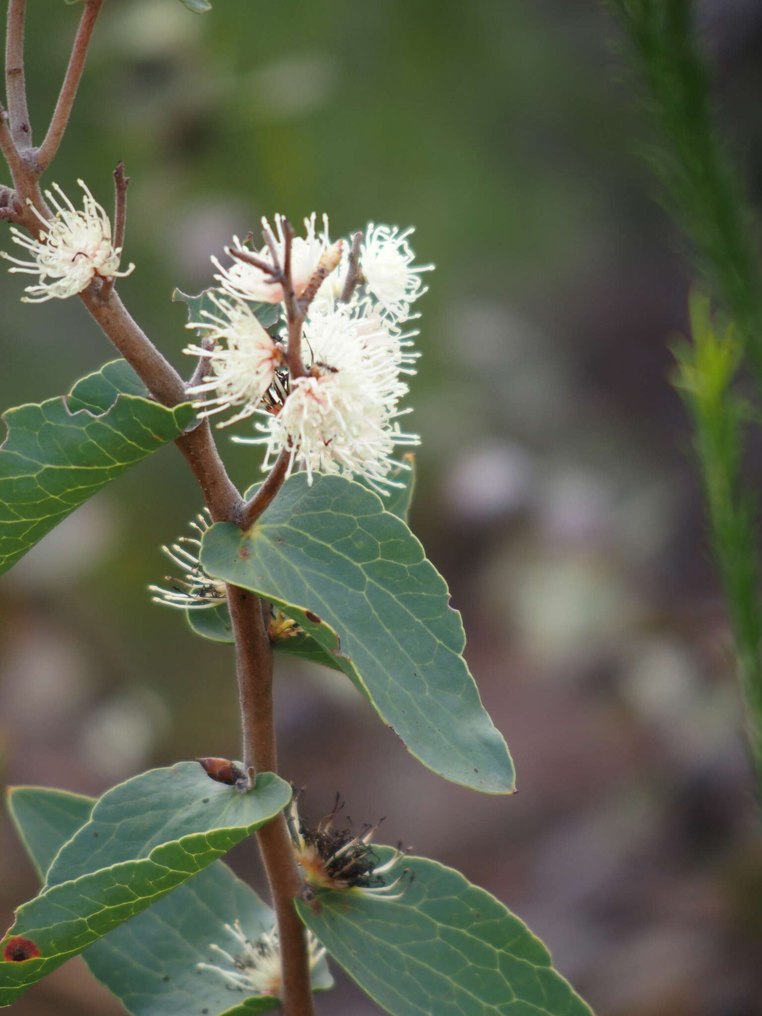 Image of Hakea ferruginea Sweet