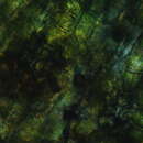 Image of orthotrichum moss