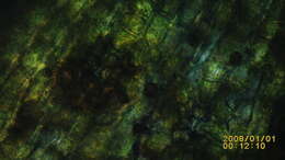 Image of orthotrichum moss