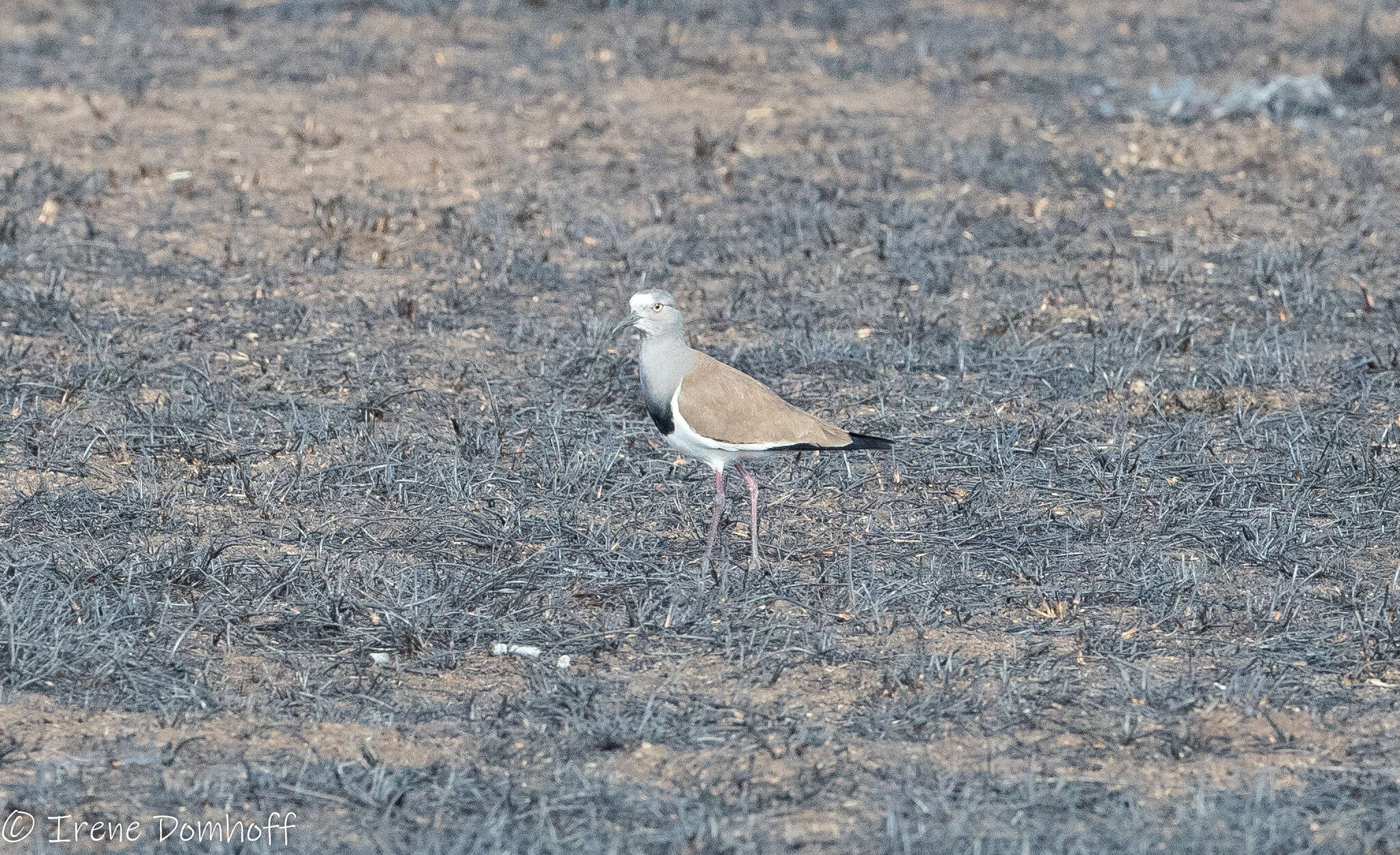 Image of Black-winged Lapwing