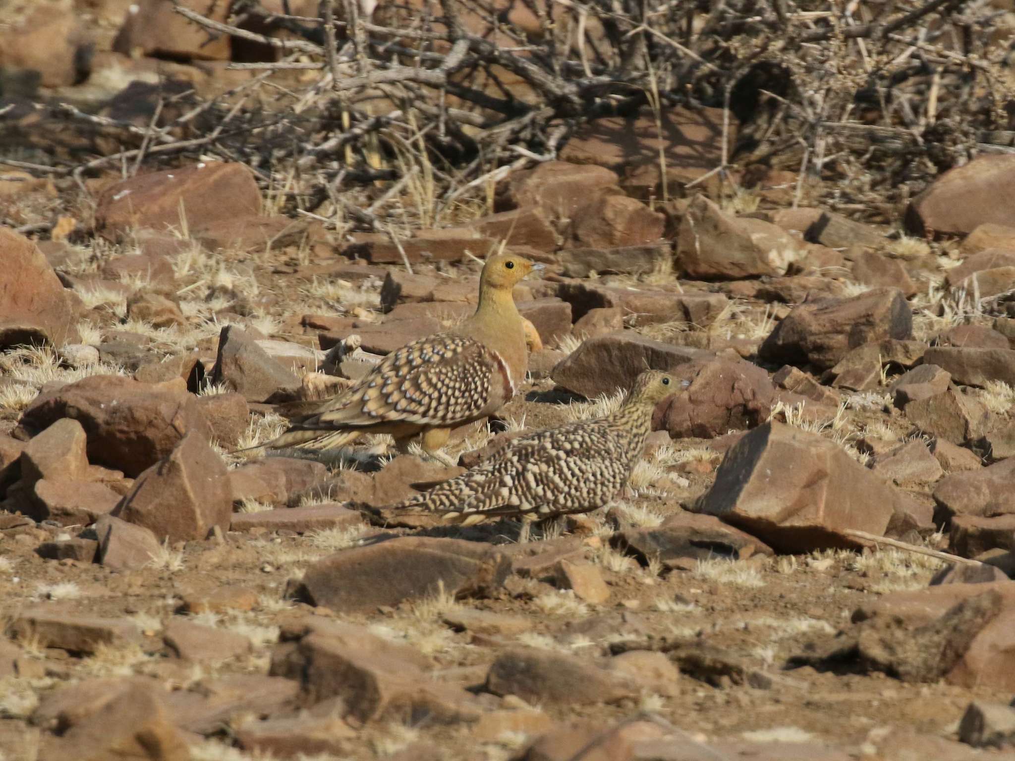 Image de Ganga Namaqua