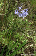 Image of Agapanthus campanulatus subsp. campanulatus