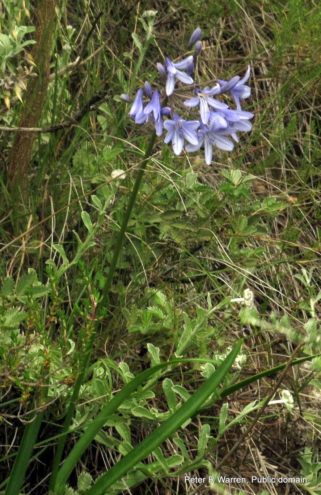 Image of Agapanthus campanulatus subsp. campanulatus