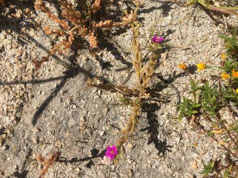 Image of Portulaca californica D. Legrand