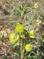 Imagem de Banksia polycephala (Benth.) A. R. Mast & K. R. Thiele