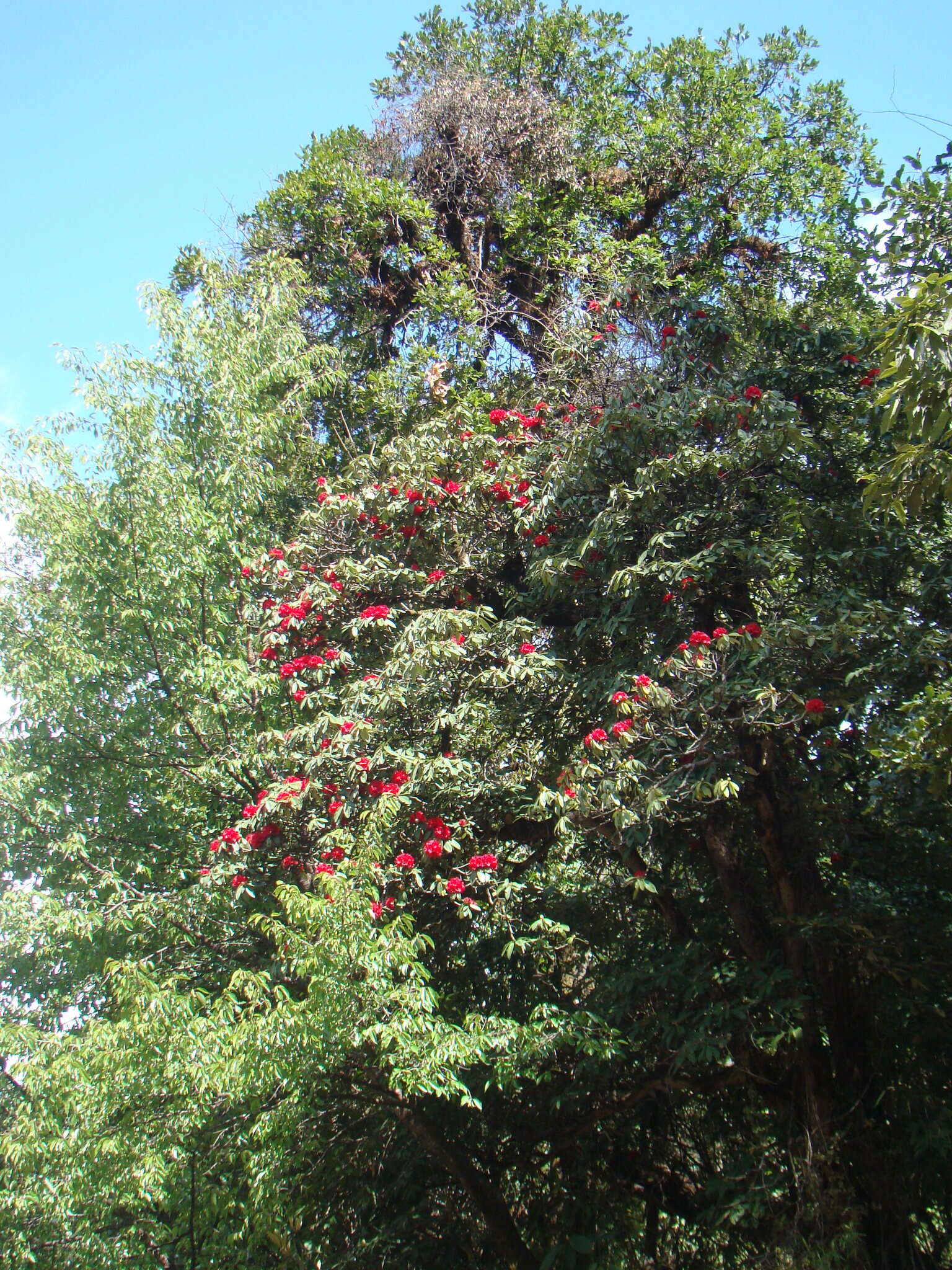 Image of Tree Rhododendron