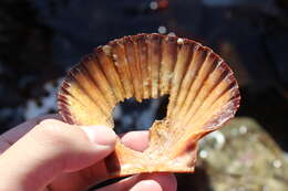 Image de Leopecten Masuda 1971