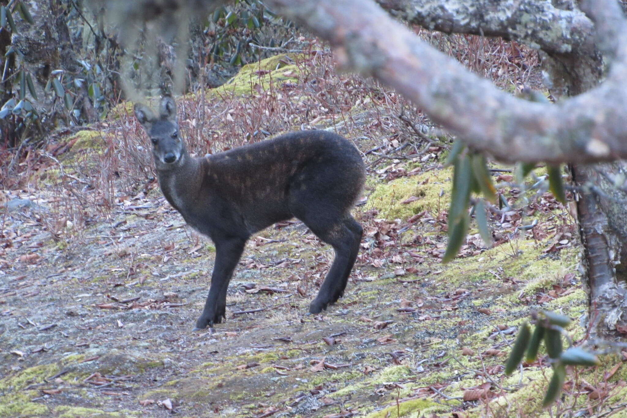 Imagem de Moschus chrysogaster (Hodgson 1839)