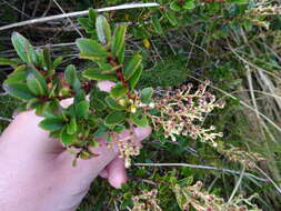 Image of Gaultheria crassa Allan