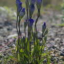 Image of Gentianopsis detonsa subsp. nesophila (Holm) J. S. Pringle