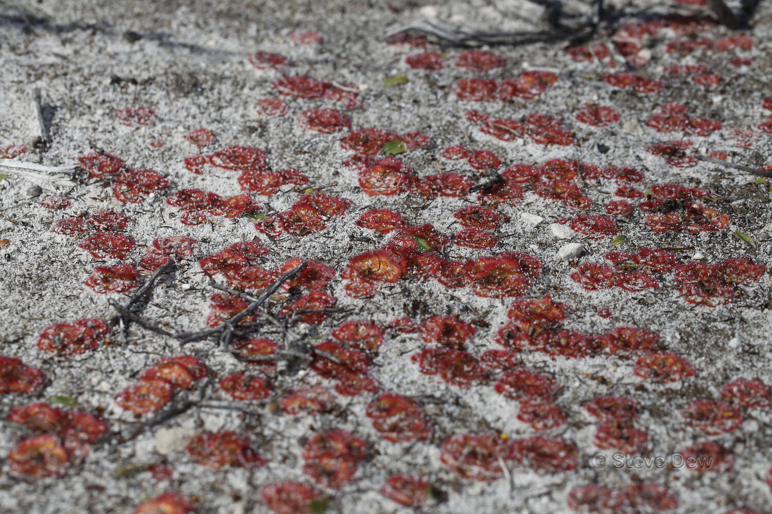 صورة Drosera zonaria Planch.