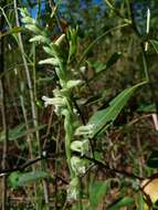 Image of Spiranthes sylvatica P. M. Br.