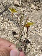 Image of Camissonia kernensis subsp. kernensis