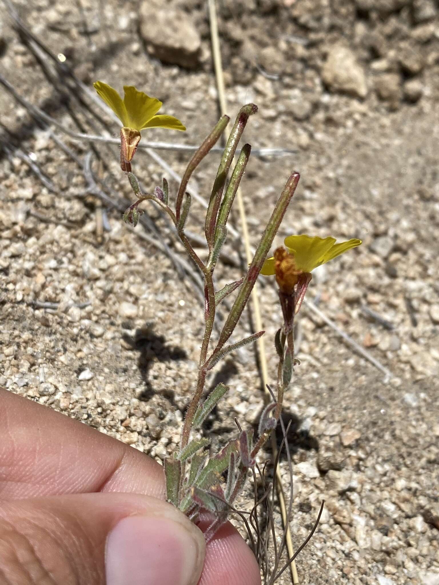 Image of Camissonia kernensis subsp. kernensis