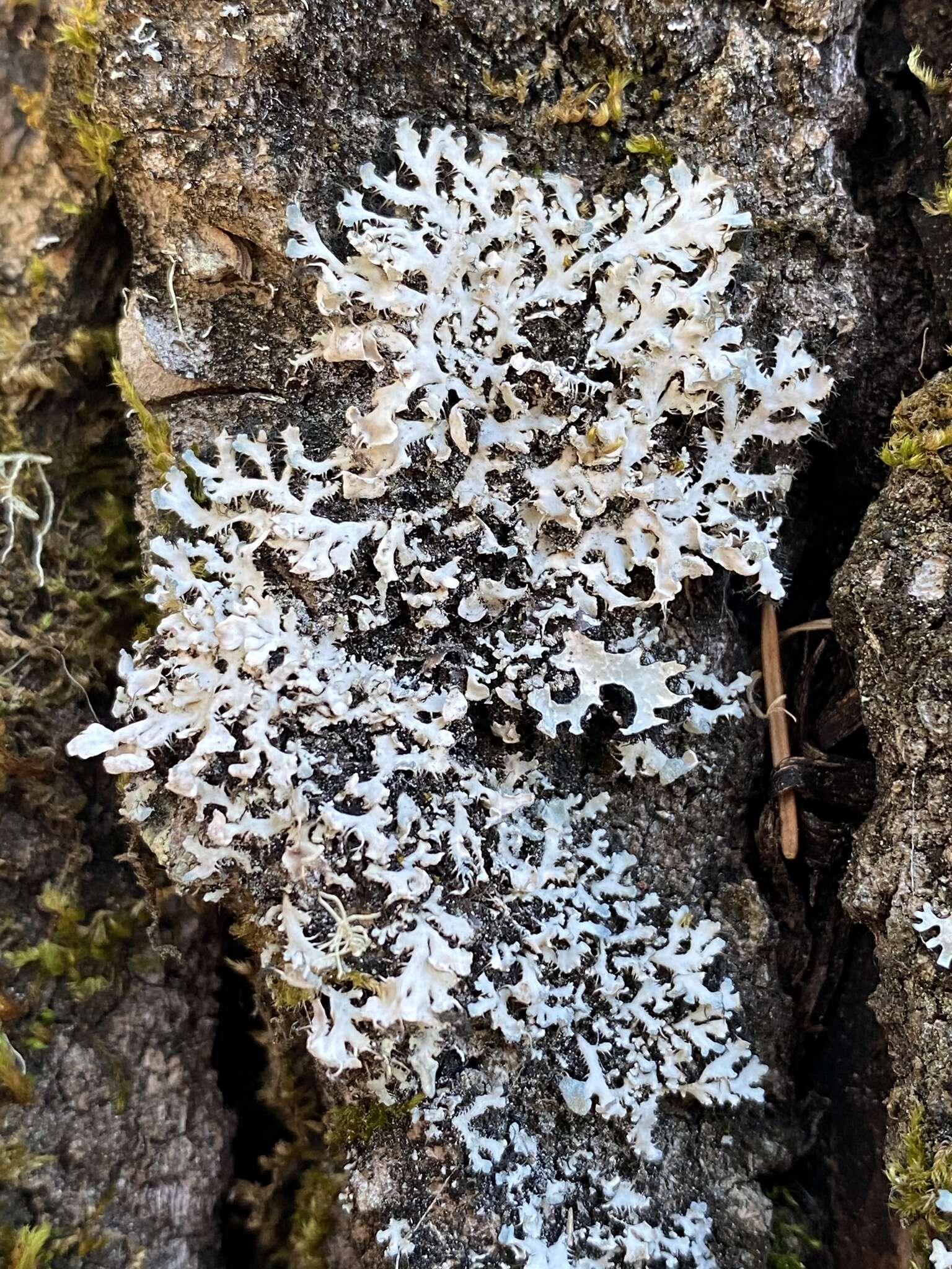 Image de Heterodermia galactophylla (Tuck.) W. L. Culb.