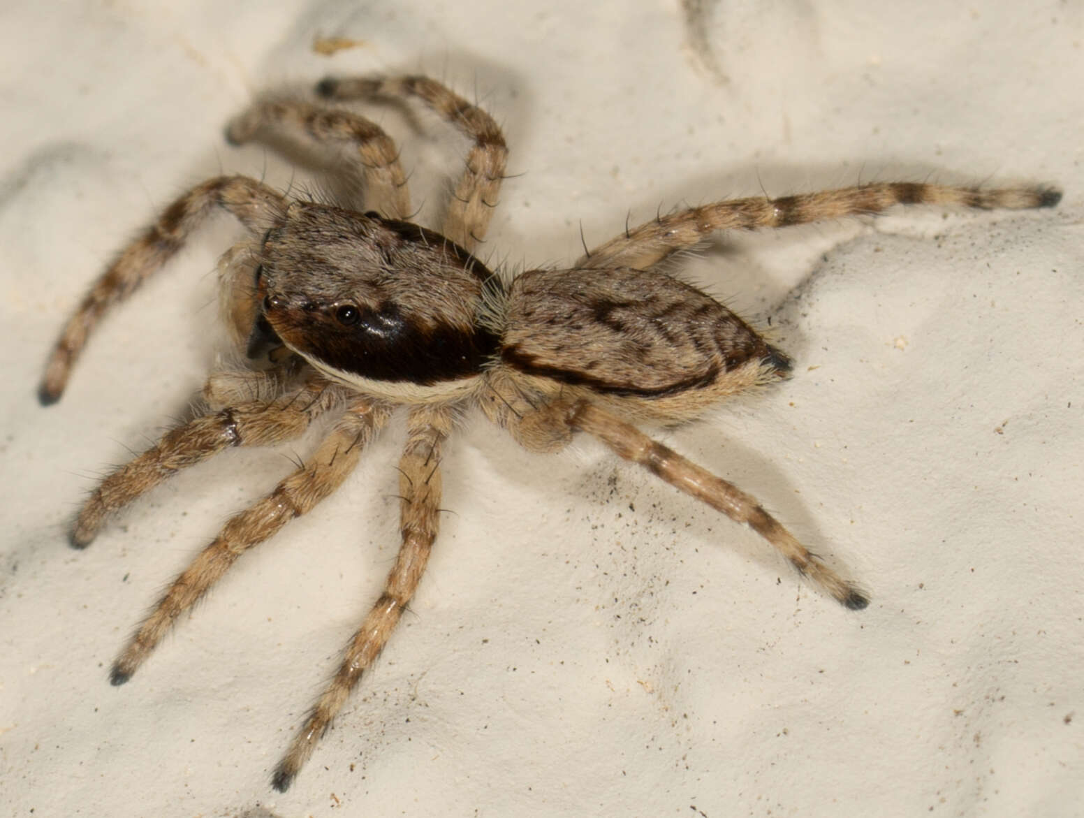 Image of Gray Wall Jumper