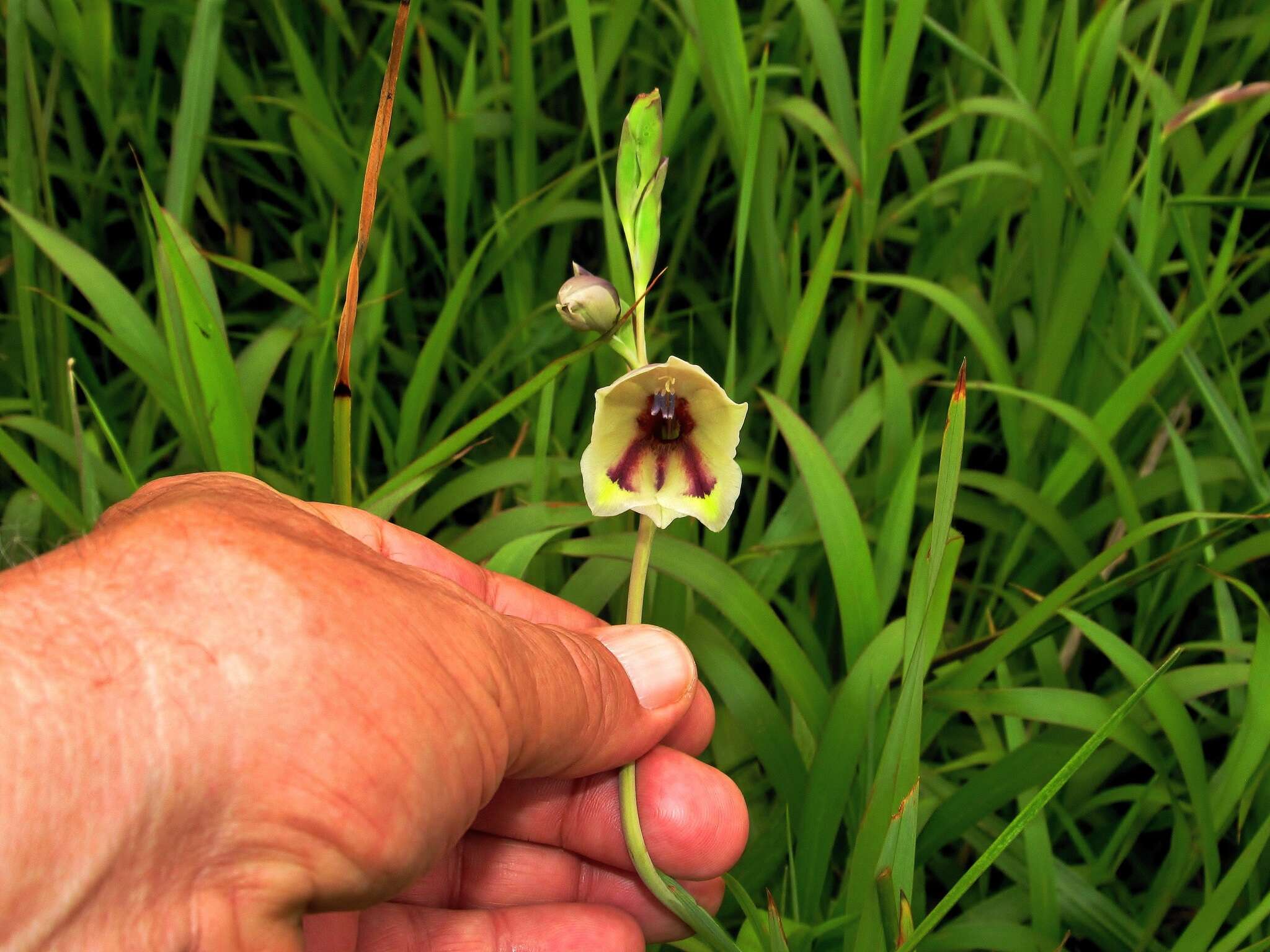 Imagem de Gladiolus papilio Hook. fil.