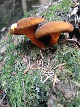 Image of Hygrophoropsis rufa (D. A. Reid) Knudsen 2008