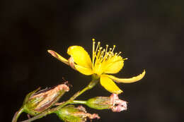Слика од Hypericum australe Ten.