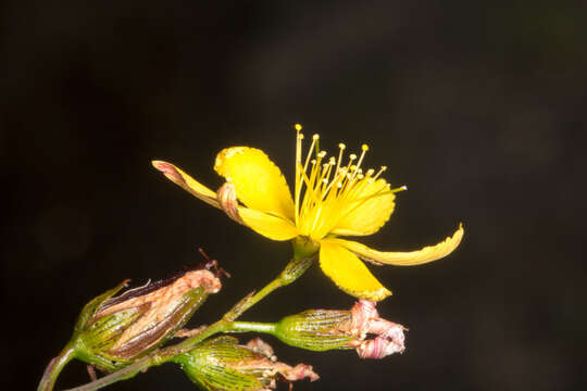 Слика од Hypericum australe Ten.